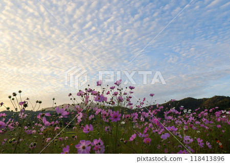 Cosmos shining in the autumn sky 118413896