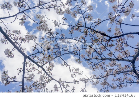 Cherry blossoms and blue sky Cherry blossoms and blue sky 118414163