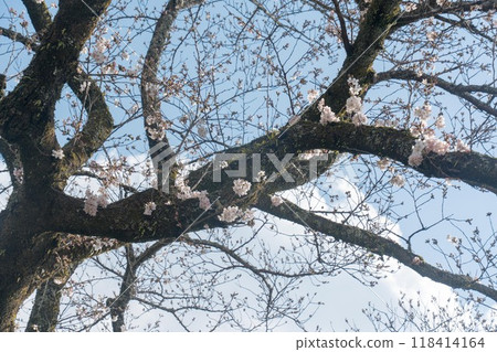  櫻花和藍天 118414164
