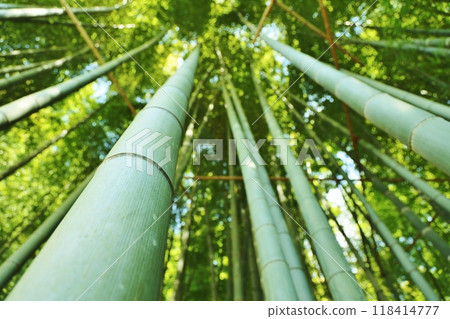 我從底部抬起的竹林 我從底部抬起的竹林 118414777