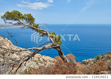 Majestic Conifer Perched on Cliff Edge Overlooking Pristine Mediterranean Bay with Golden Beach and Azure Waters. Coastal Landscape: Lone Pine Tree Silhouetted Against Cloudscape Above Turquoise Sea 118414811