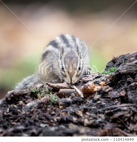 Squirrel holding fallen leaves in its mouth① 118414849