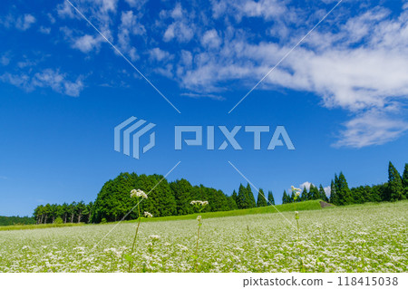Buckwheat flowers at Kabanoko Natural Park (Banshita, Nakatsugawa City, Gifu Prefecture) 118415038