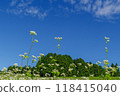 Buckwheat flowers (Kabanoko Nature Park, Sakashita, Nakatsugawa City, Gifu Prefecture) 118415040