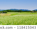 Buckwheat flowers at Kabanoko Natural Park (Banshita, Nakatsugawa City, Gifu Prefecture) 118415043