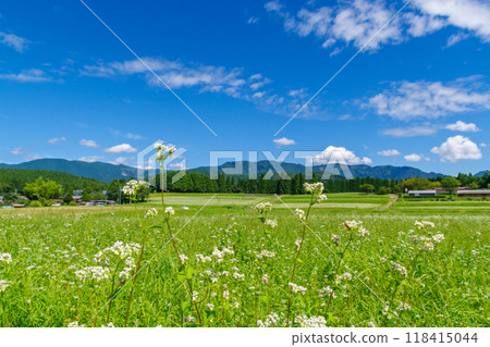 Buckwheat flowers (Kabanoko Nature Park, Sakashita, Nakatsugawa City, Gifu Prefecture) Buckwheat flowers (Kabanoko Nature Park, Sakashita, Nakatsugawa City, Gifu Prefecture) 118415044