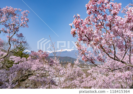 Ina City, Nagano Prefecture. Cherry blossoms in full bloom at Takato Castle Park, said to be the best in the world, and the snow-capped Central Alps mountain range. Ina City, Nagano Prefecture. Cherry blossoms in full bloom at Takato Castle Park, said to be the best in the world, and the snow-capped Central Alps mountain range. 118415364
