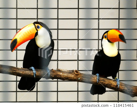 Cute Toucan Cute Toucan 118415461