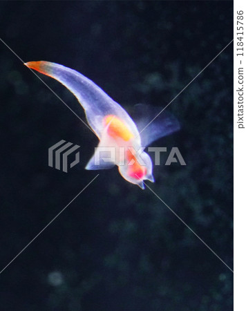 Ice fairy Clione Ice fairy Clione 118415786