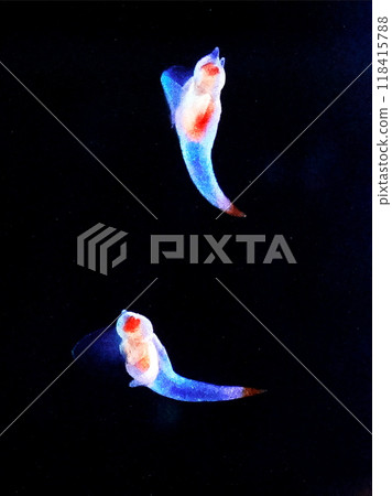 Ice fairy Clione 118415788