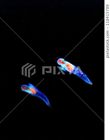 冰雪精靈克萊奧內 118415789