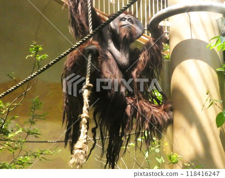 Borneo Ortautan Borneo Ortautan 118416247