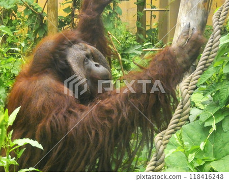 婆羅洲Ortautan 婆羅洲Ortautan 118416248