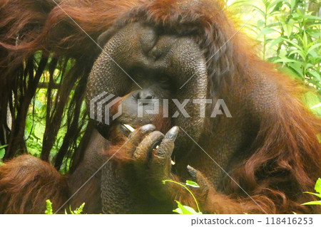 婆羅洲Ortautan 118416253