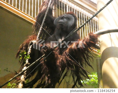 Borneo Ortautan 118416254