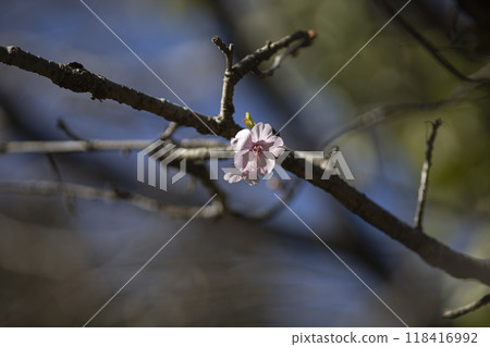 河津櫻花盛開 河津櫻花盛開 118416992