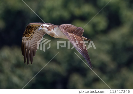 An osprey flapping its wings in flight An osprey flapping its wings in flight 118417246