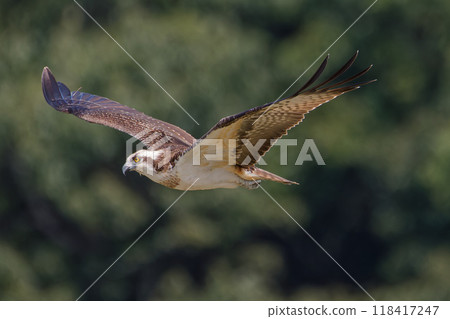 Ospreys gliding Ospreys gliding 118417247
