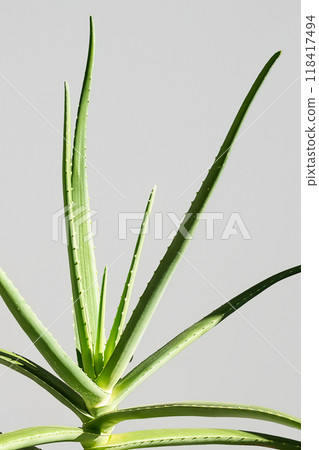 Aloe vera plant against light grey background. 118417494