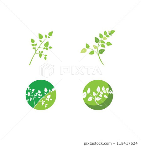Moringa leaf illustration vector template 118417624