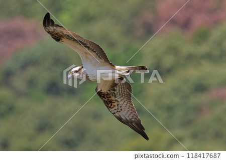 Ospreys flying on the wind 118417687