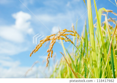 從下面看稻穗的特寫圖 118417982