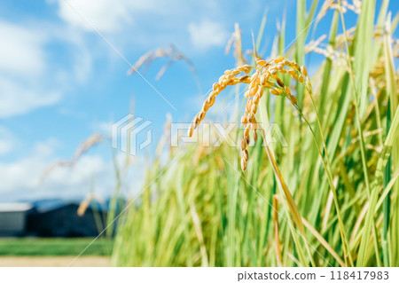從下面看稻穗的特寫圖 118417983