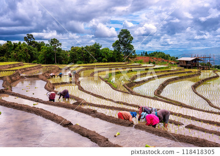 Farmer transplant rice seedlings in rice terraced field at Ban Pa Bong Piang, Chiang mai, the north of thailand Farmer transplant rice seedlings in rice terraced field at Ban Pa Bong Piang, Chiang mai, the north of thailand 118418305