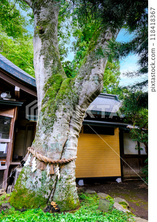 Lucky Cat Tree (vertical) Lucky Cat Tree (vertical) 118418367