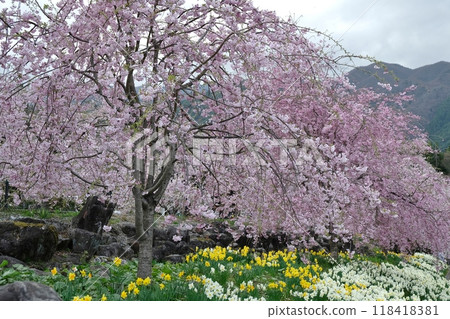 The cherry blossoms are in full bloom in the Kozenji temple grounds, and the temple is packed with visitors. 118418381
