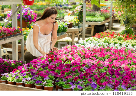Woman choosing potted petunia flowers at flower market 118419135