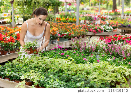 Interested woman choosing potted hedera at garden store Interested woman choosing potted hedera at garden store 118419140