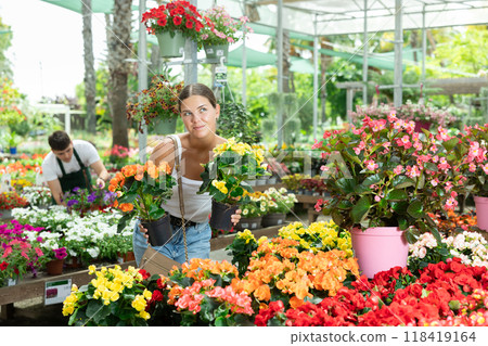 Before buying, woman examines flower of begonia hiemalis at flowers market 118419164