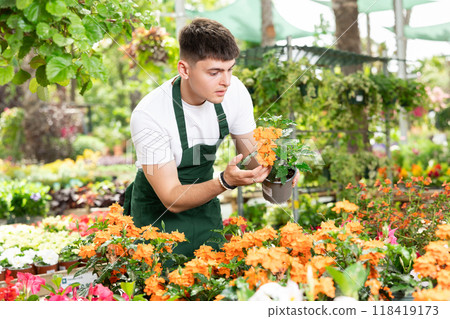 Man florist in apron arranging flowers crossandra in pots at flower shop Man florist in apron arranging flowers crossandra in pots at flower shop 118419173