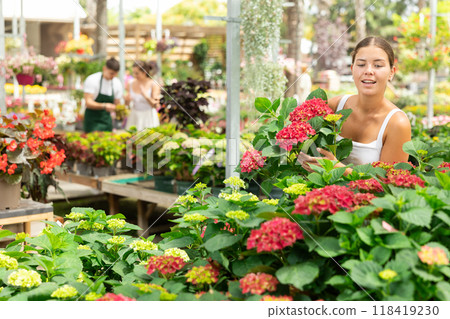 Young female flower lover choosing red hortensia at garden center Young female flower lover choosing red hortensia at garden center 118419230