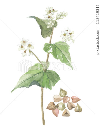 Watercolor painting of buckwheat flowers and fruits Watercolor painting of buckwheat flowers and fruits 118419315