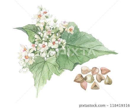 蕎麥花和水果畫水彩 118419316