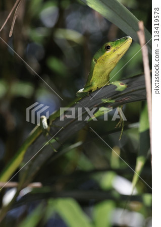 Living things, Reptiles, Japanese green grass lizard, endemic to the Okinawa Islands and the Amami Islands. They can be seen all over the islands, but are their numbers decreasing? 118419578