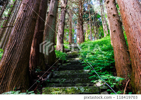 Cedar trees along the main approach to Togakushi Shrine 118419703