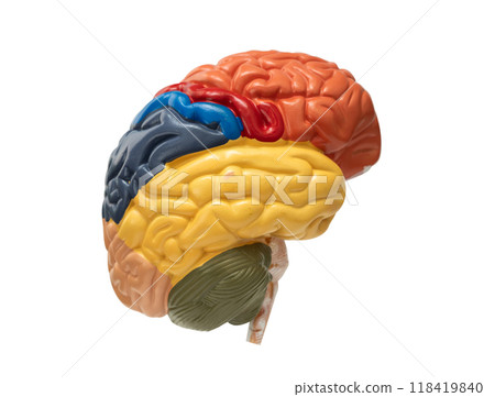 Brain anatomy model for study diagnosis and treatment in hospital, Alzheimer disease isolated on whtie background with clipping path. Brain anatomy model for study diagnosis and treatment in hospital, Alzheimer disease isolated on whtie background with clipping path. 118419840