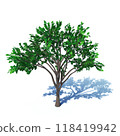 Tree illustration 3DCG00 118419942