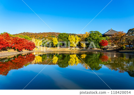 [Nara Prefecture] Vibrant autumn leaves decorate the Great Buddha Pond at Todaiji Temple 118420054