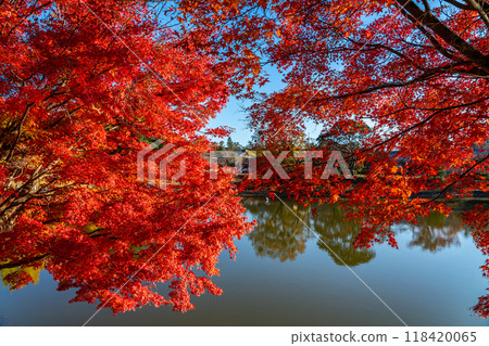 [Nara Prefecture] Vibrant autumn leaves decorate the Great Buddha Pond at Todaiji Temple 118420065