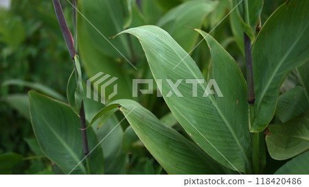 Planting Exterior Planting Exterior 118420486