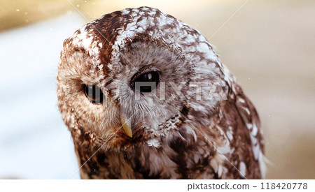 Portrait of an owl in the rays of the summer sun 118420778