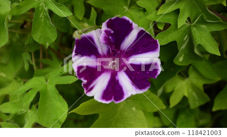 紫色牽牛花 紫色牽牛花 118421003