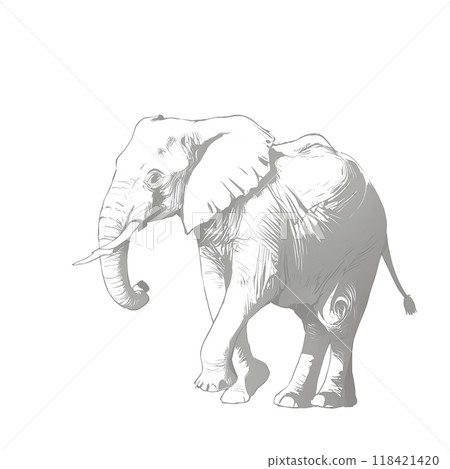 Elephant 118421420