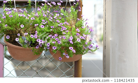 Potted flowers hanging on a fence Potted flowers hanging on a fence 118421435
