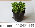 Succulent plants 118421445