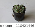 Succulent plants 118421446
